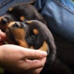 Tierheimsponsoring: Tierschutz beginnt bei der Basis