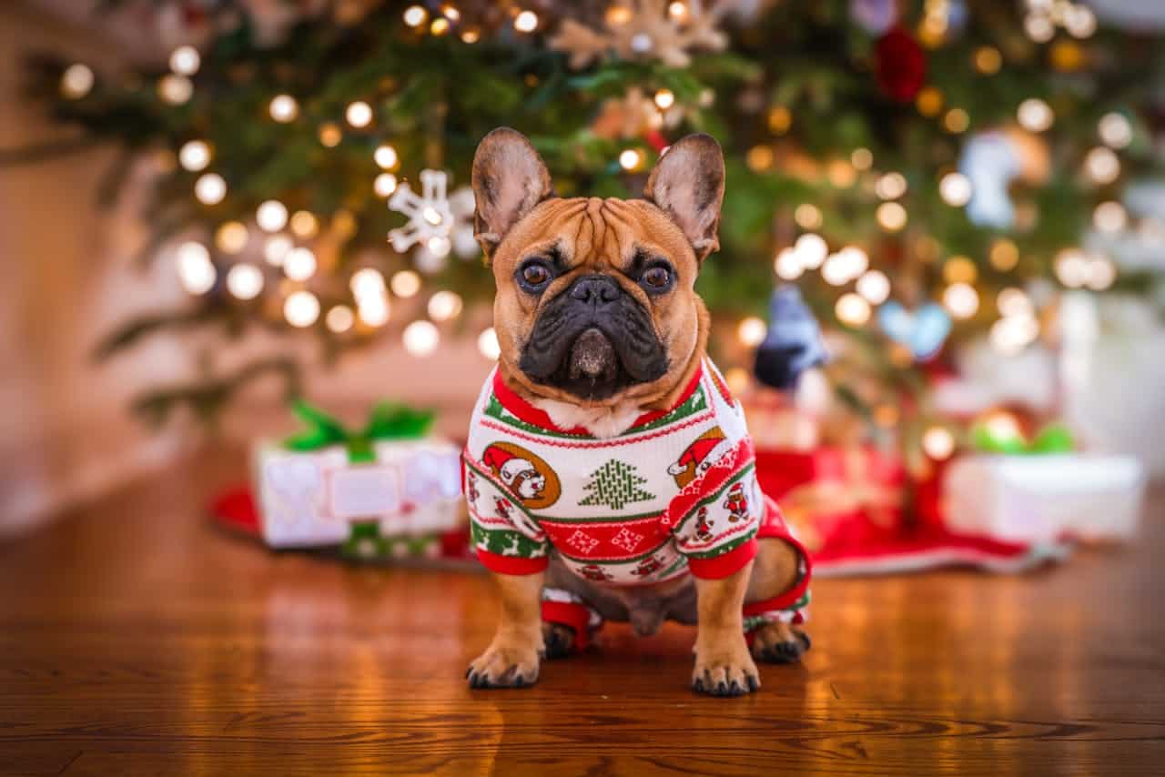Tierheimsponsoring warnt vor Geschenken
