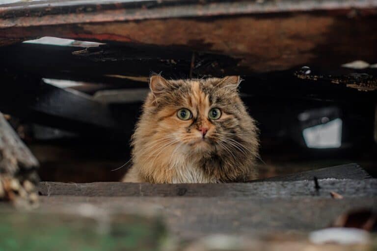 Ukrainekrieg: Tierrettung erklärt | Tierheimsponsoring Einblicke