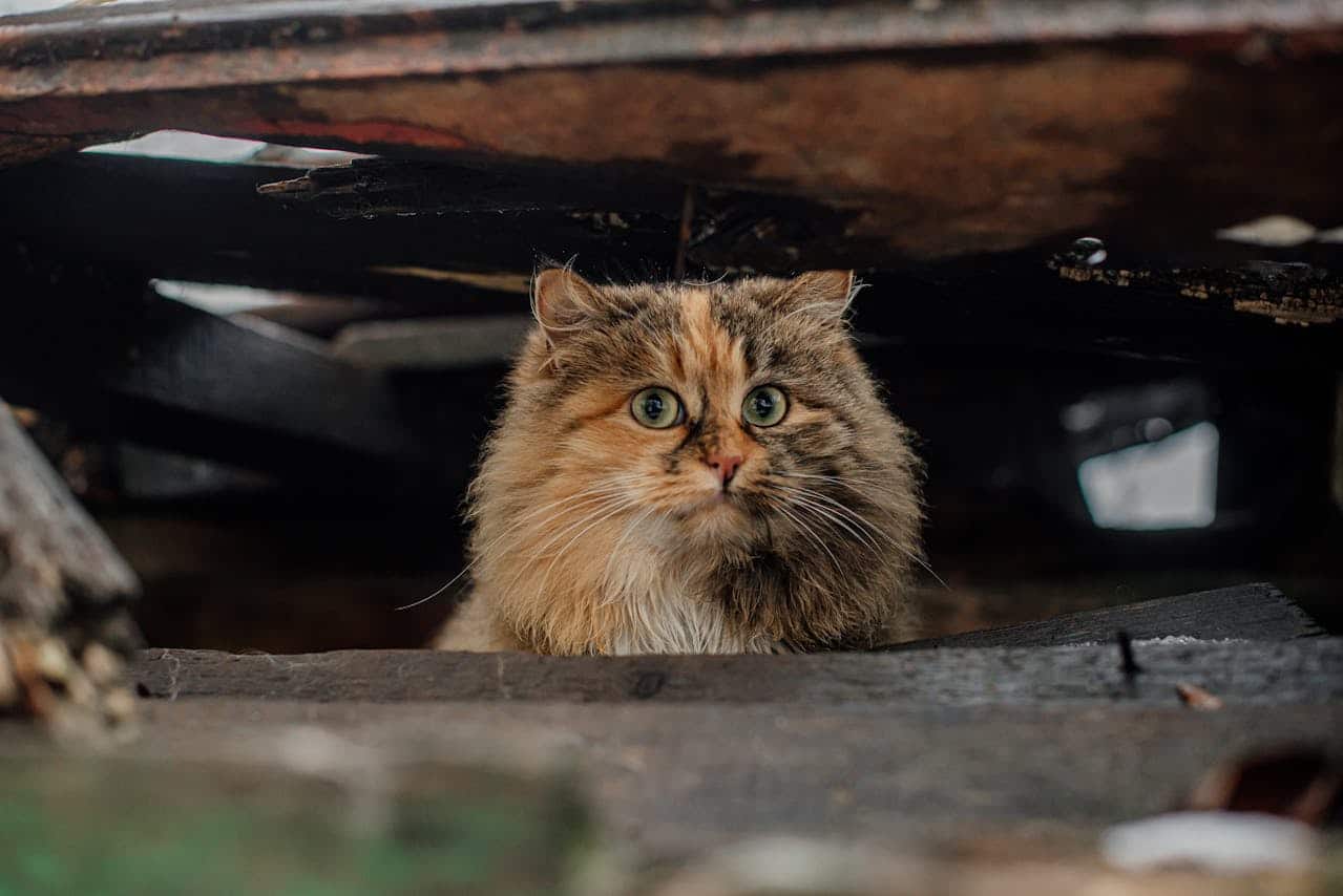 Ukrainekrieg: Tierrettung erklärt | Tierheimsponsoring Einblicke